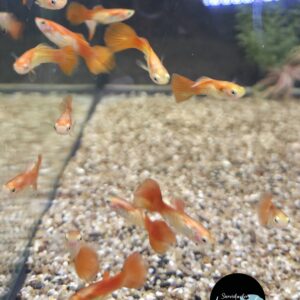 Poecilia reticulata cobra red guppy man