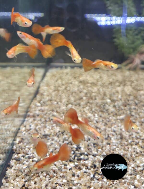 Poecilia reticulata cobra red guppy man
