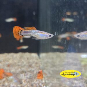 Poecilia reticulata cobra red guppy man