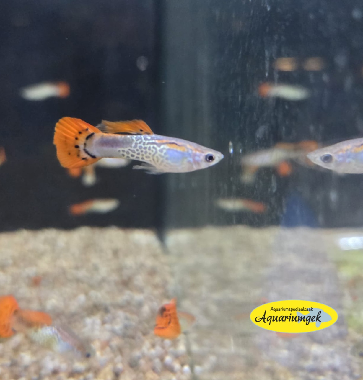 Poecilia reticulata cobra red guppy man