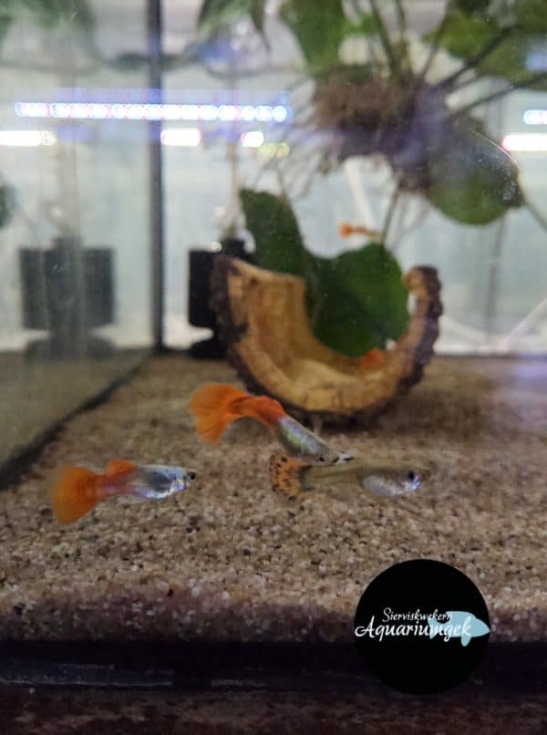 Poecilia reticulata dumbo platinum red tail guppy