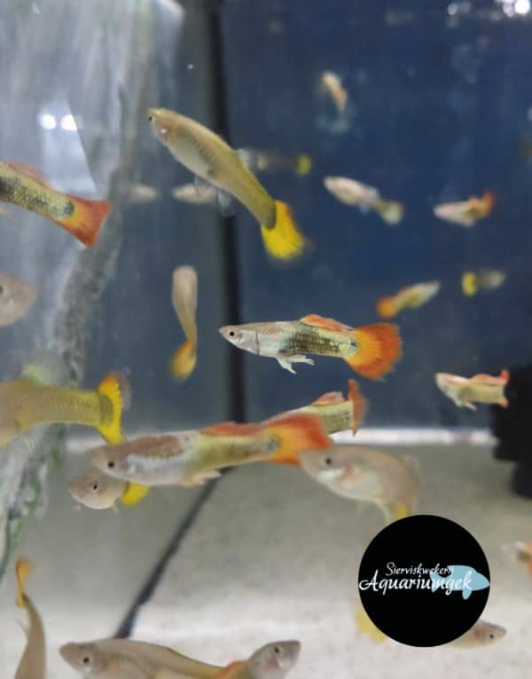 Poecilia reticulata flame guppy