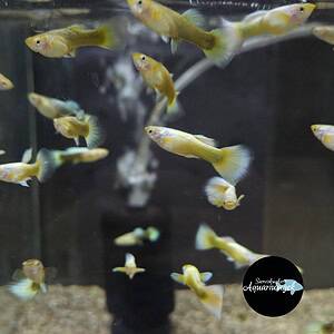 Poecilia reticulata full gold guppy