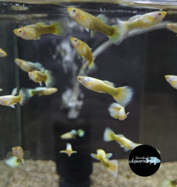 Poecilia reticulata full gold guppy