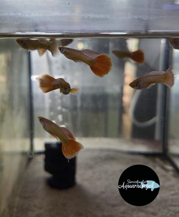 Poecilia reticulata full gold guppy koppel