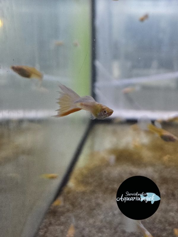 Poecilia reticulata full platinum albino guppy