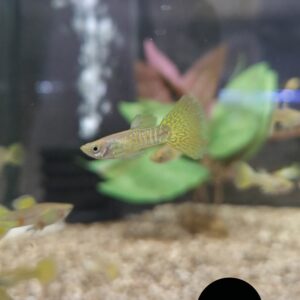 Poecilia reticulata golden cobra guppy m/v