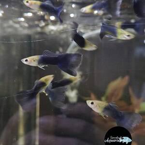 Poecilia reticulata half black guppy man