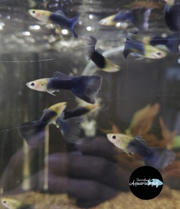 Poecilia reticulata half black guppy man