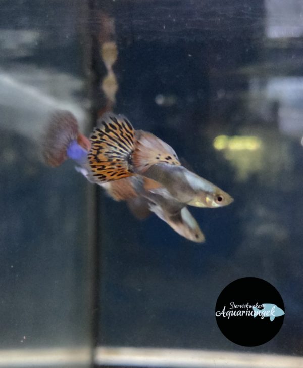 Poecilia reticulata ivory purple