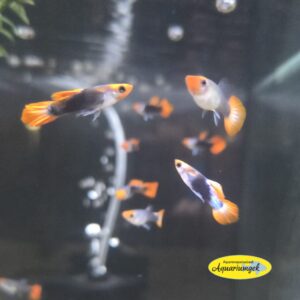 Poecilia reticulata koi tuxedo guppy