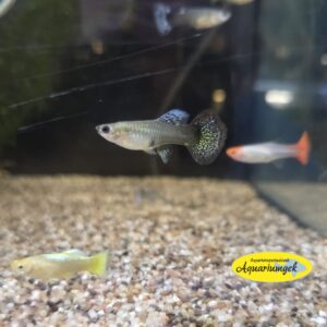 Poecilia reticulata mix guppy female