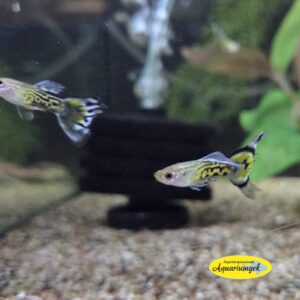 Poecilia reticulata mozaik blue guppy man