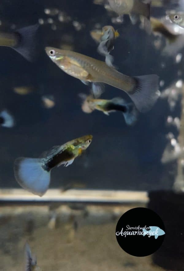 Poecilia reticulata neon blue guppy