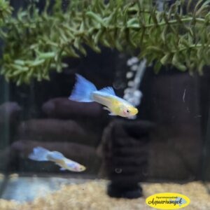 Poecilia reticulata neon golden blue guppy man