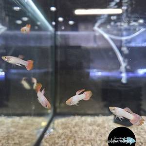 Poecilia reticulata pink guppy man