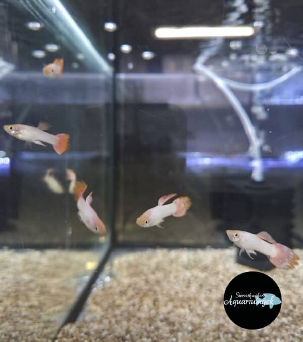 Poecilia reticulata pink guppy man