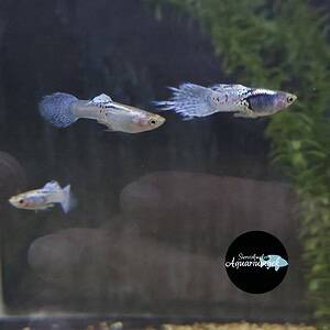 Poecilia reticulata purple guppy man