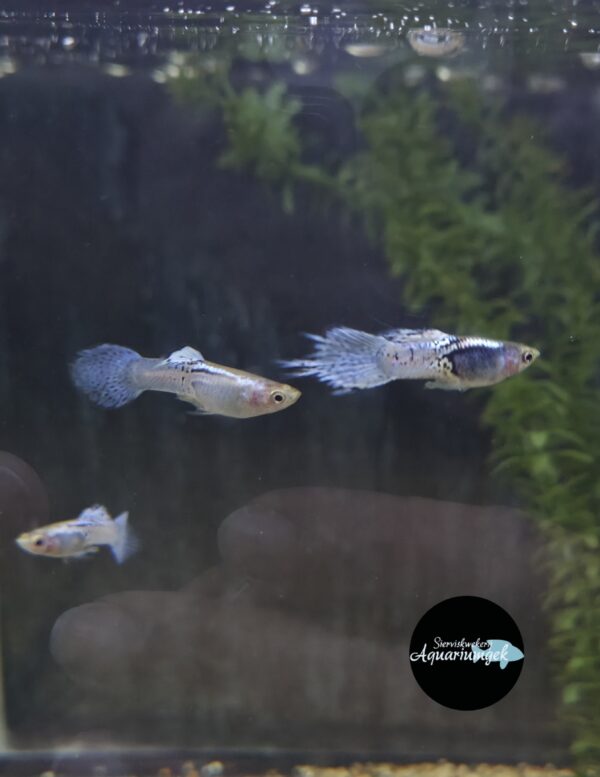 Poecilia reticulata purple guppy man