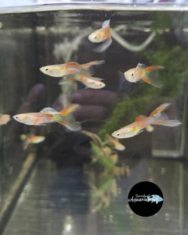 Poecilia reticulata rainbow double sword guppy man