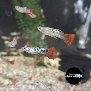 Poecilia reticulata red snakeskin guppy man