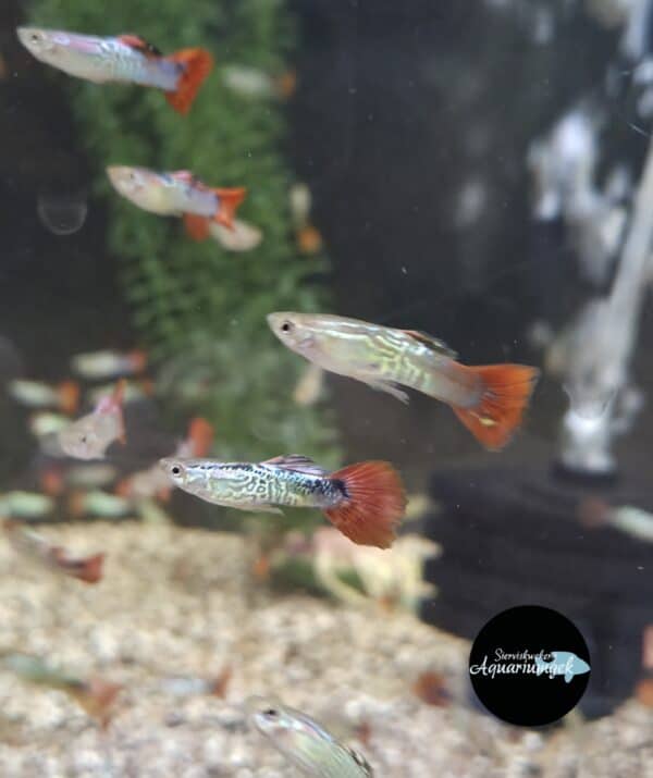 Poecilia reticulata red snakeskin guppy man