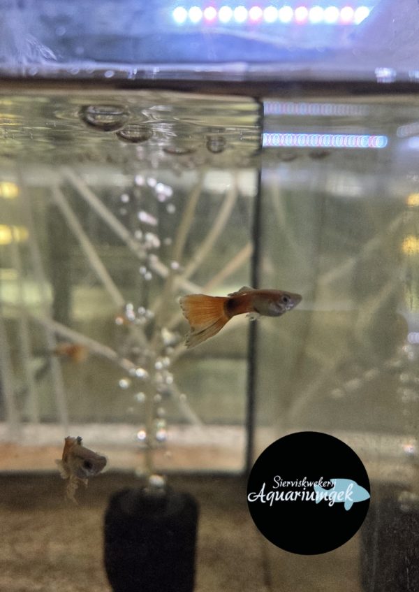 Poecilia reticulata red tail guppy