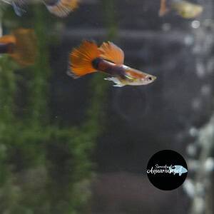 Poecilia reticulata red tale dumbo guppy m/v