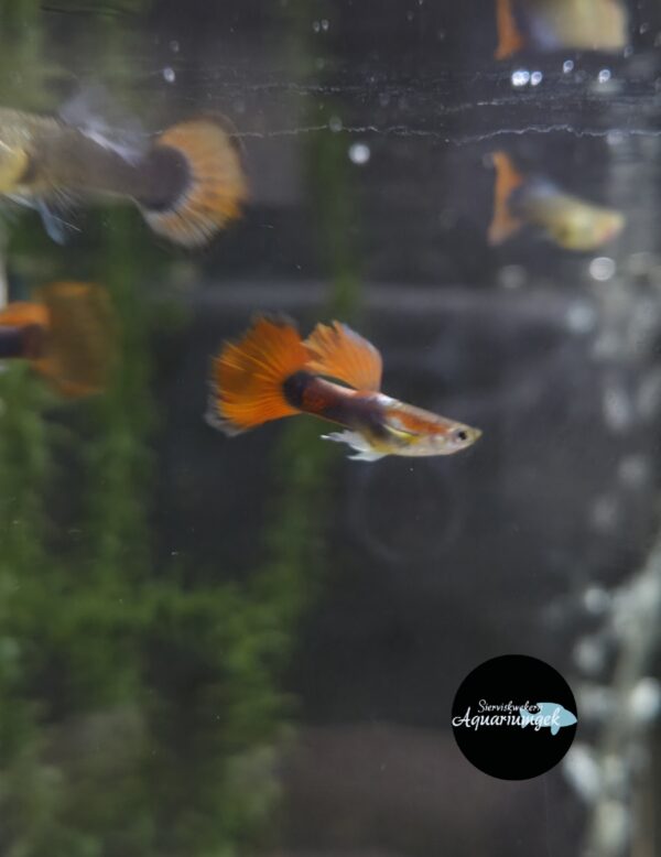Poecilia reticulata red tale dumbo guppy m/v