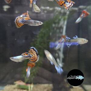 Poecilia reticulata red tiger mosaïc guppy m/v