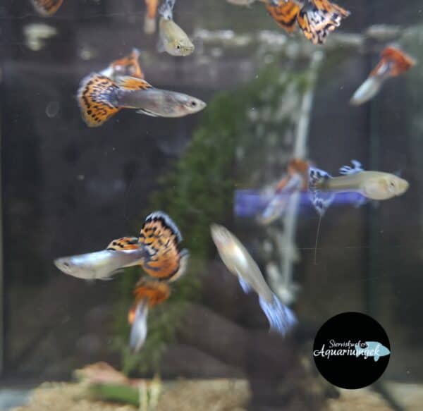 Poecilia reticulata red tiger mosaïc guppy m/v