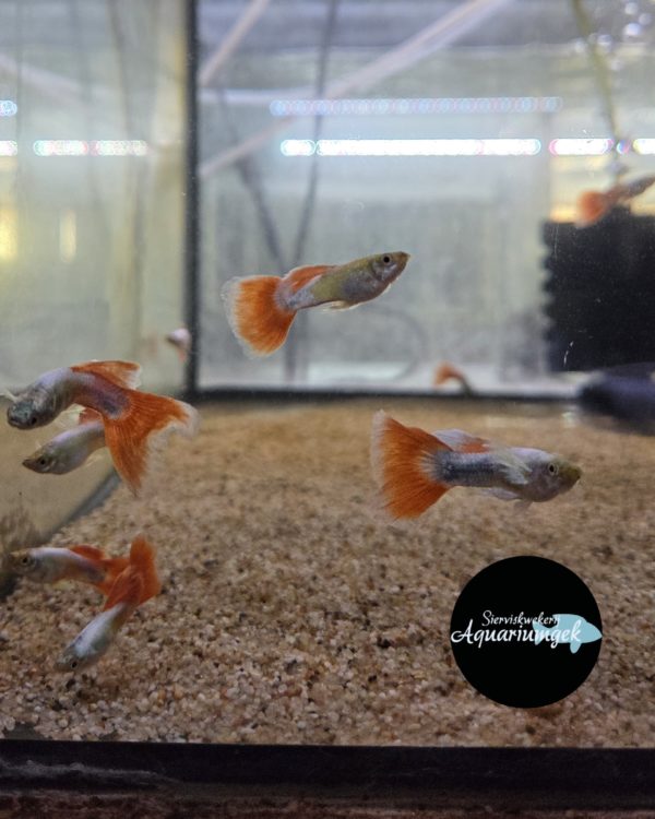 Poecilia reticulata santa claus guppy