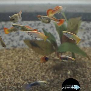 Poecilia reticulata sluierstaart kleurmix - Guppy sluierstaart kleurmix