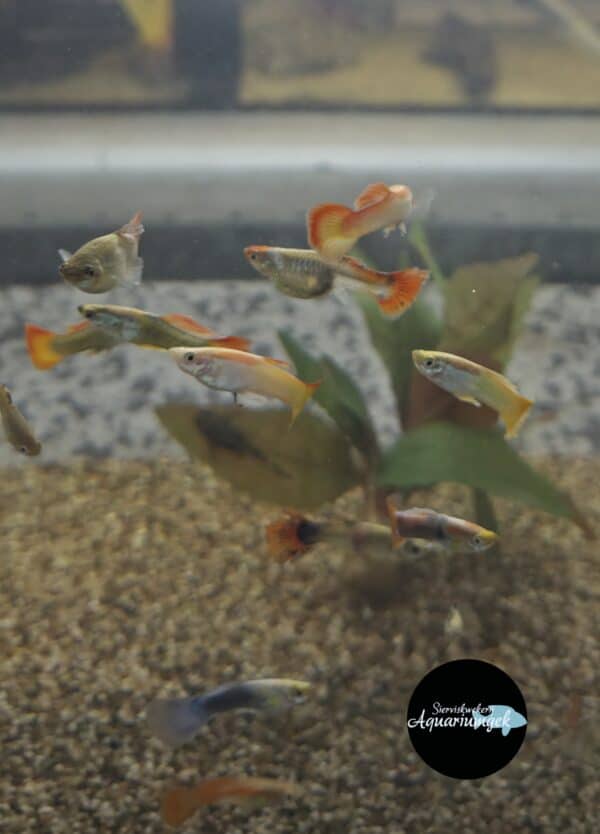 Poecilia reticulata sluierstaart kleurmix - Guppy sluierstaart kleurmix