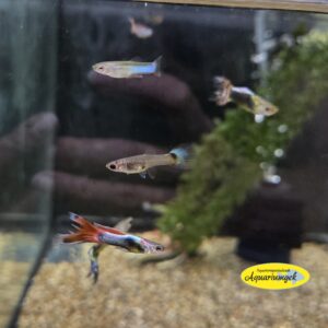 Poecilia reticulata sluierstaart kleurmix - Guppy sluierstaart kleurmix
