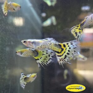 Poecilia reticulata snakeskin yellow guppy man