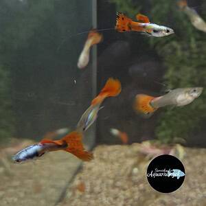 Poecilia reticulata triangle guppy m/v