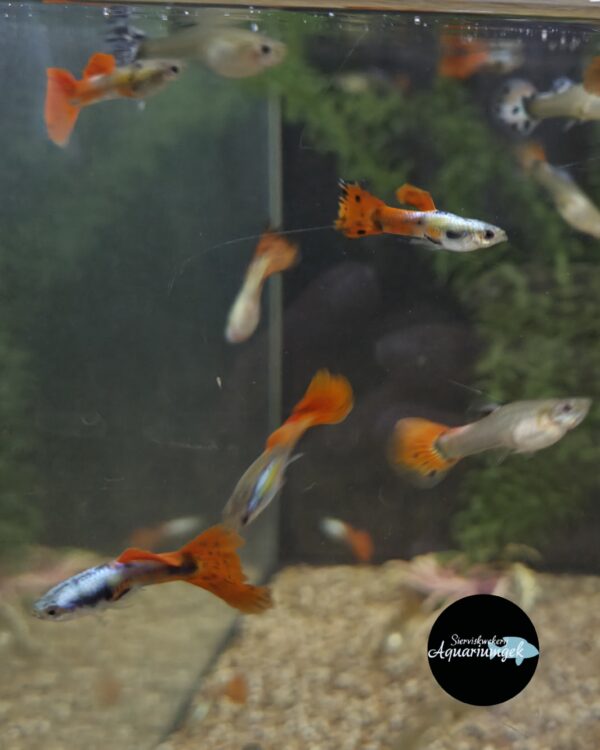 Poecilia reticulata triangle guppy m/v