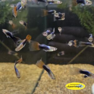 Poecilia reticulata turquoise blue guppy man