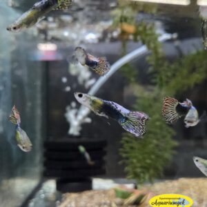 Poecilia reticulata tuxedo dragon head guppy m/v