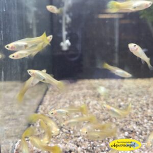 Poecilia reticulata yellow guppy female