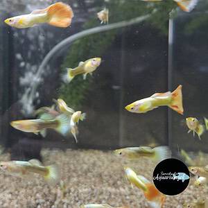 Poecilia reticulata yellow pink tail guppy m/v