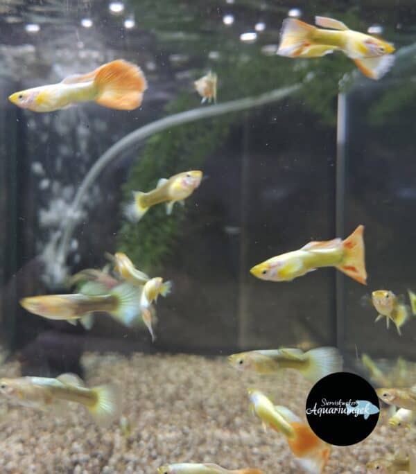 Poecilia reticulata yellow pink tail guppy m/v
