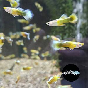 Poecilia reticulata yellow tail black guppy man