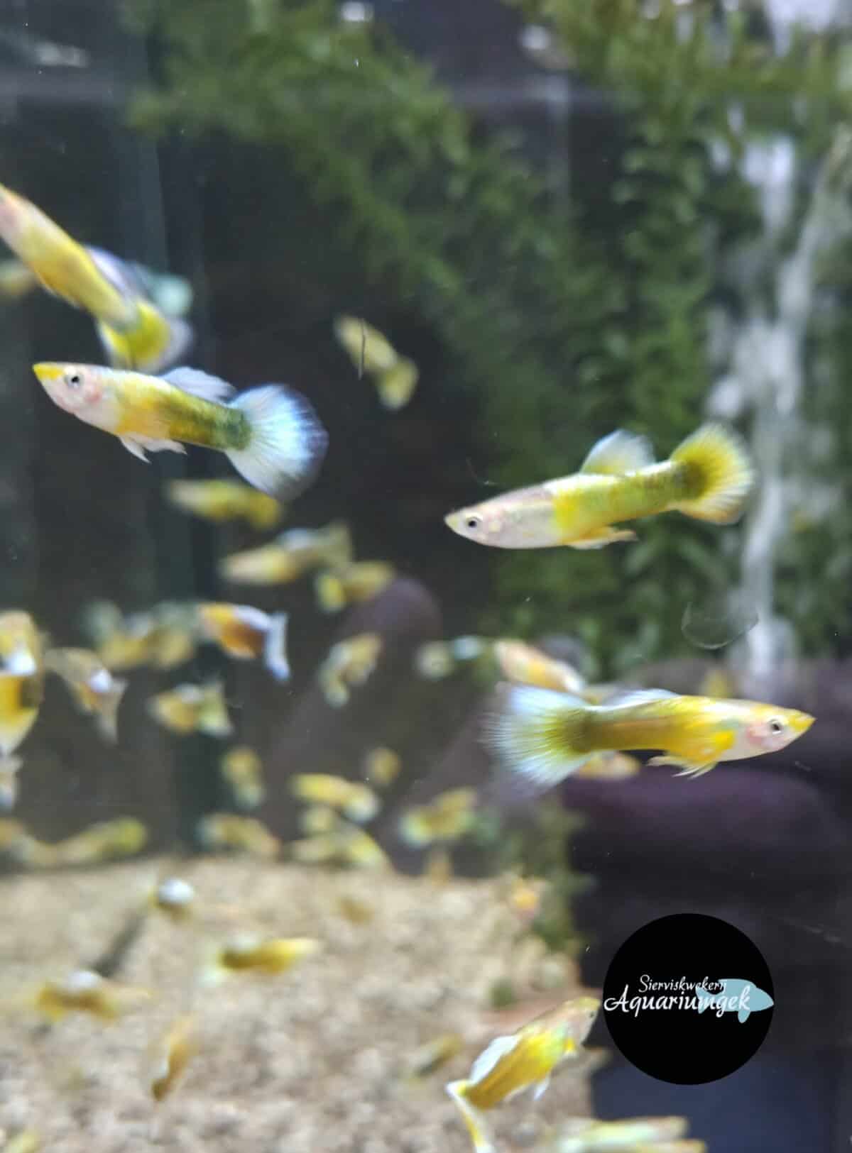 Poecilia reticulata yellow tail black guppy man