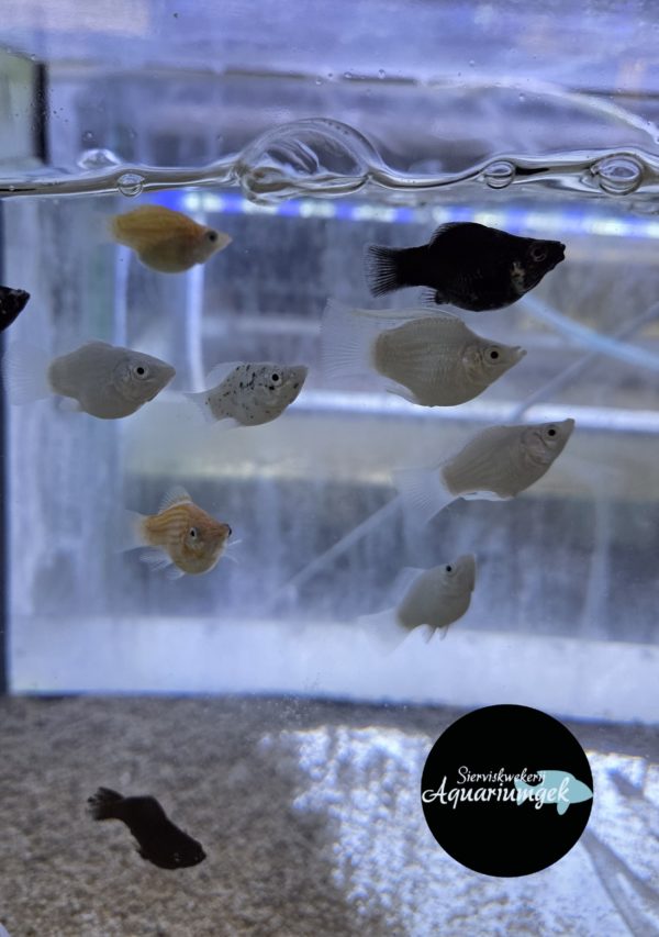 Poecilia sphenops balloon mix molly