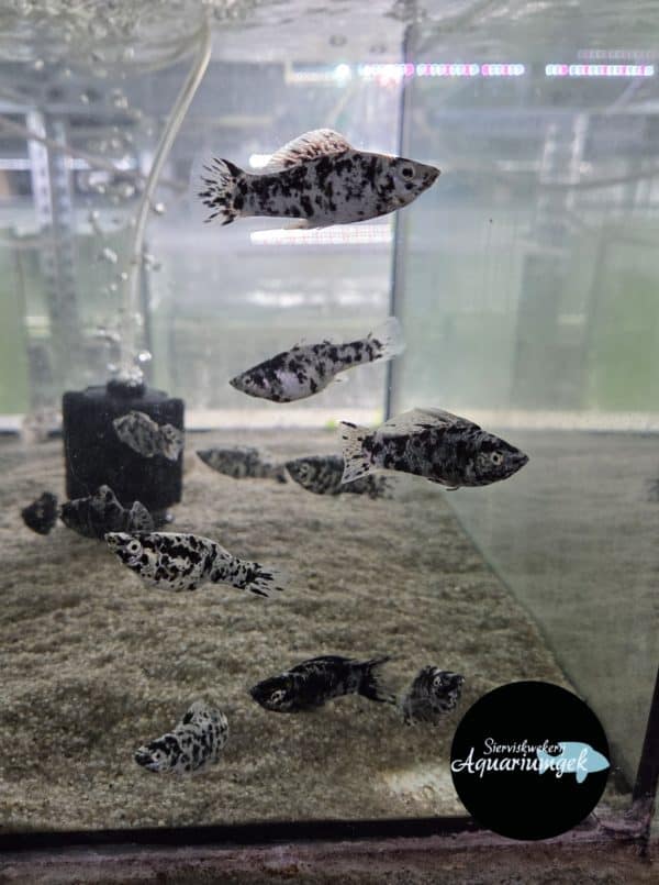 Poecilia sphenops black molly dalmatiër