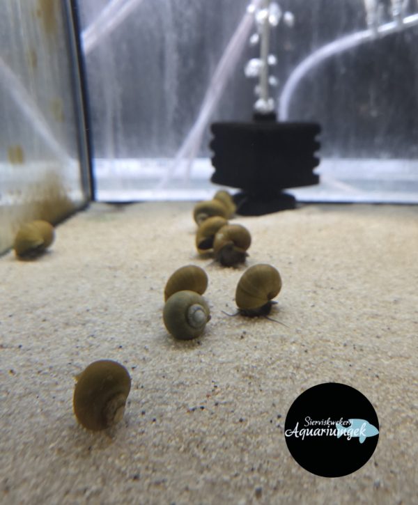 Pomacea bridgesii blue - Blue snail