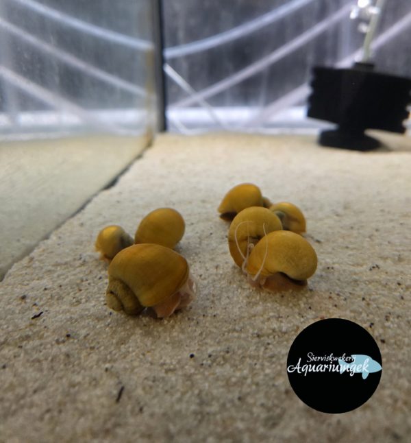 Pomacea bridgesii yellow - Yellow snail