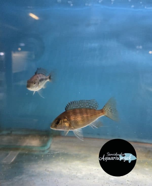 Protomelas Taeniolatus - Red Empress